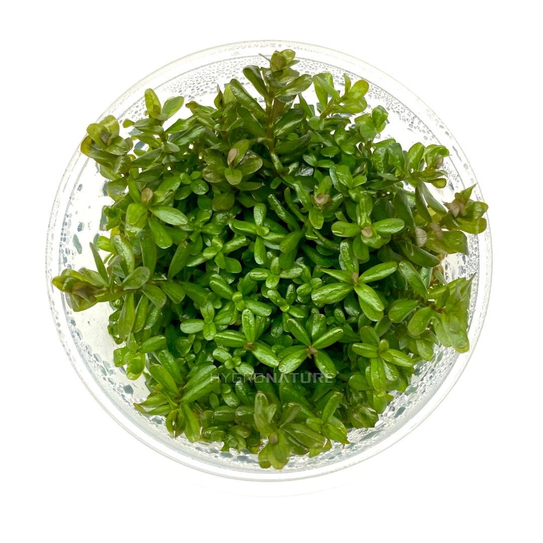 Rotala Rotundifolia Tissue Culture