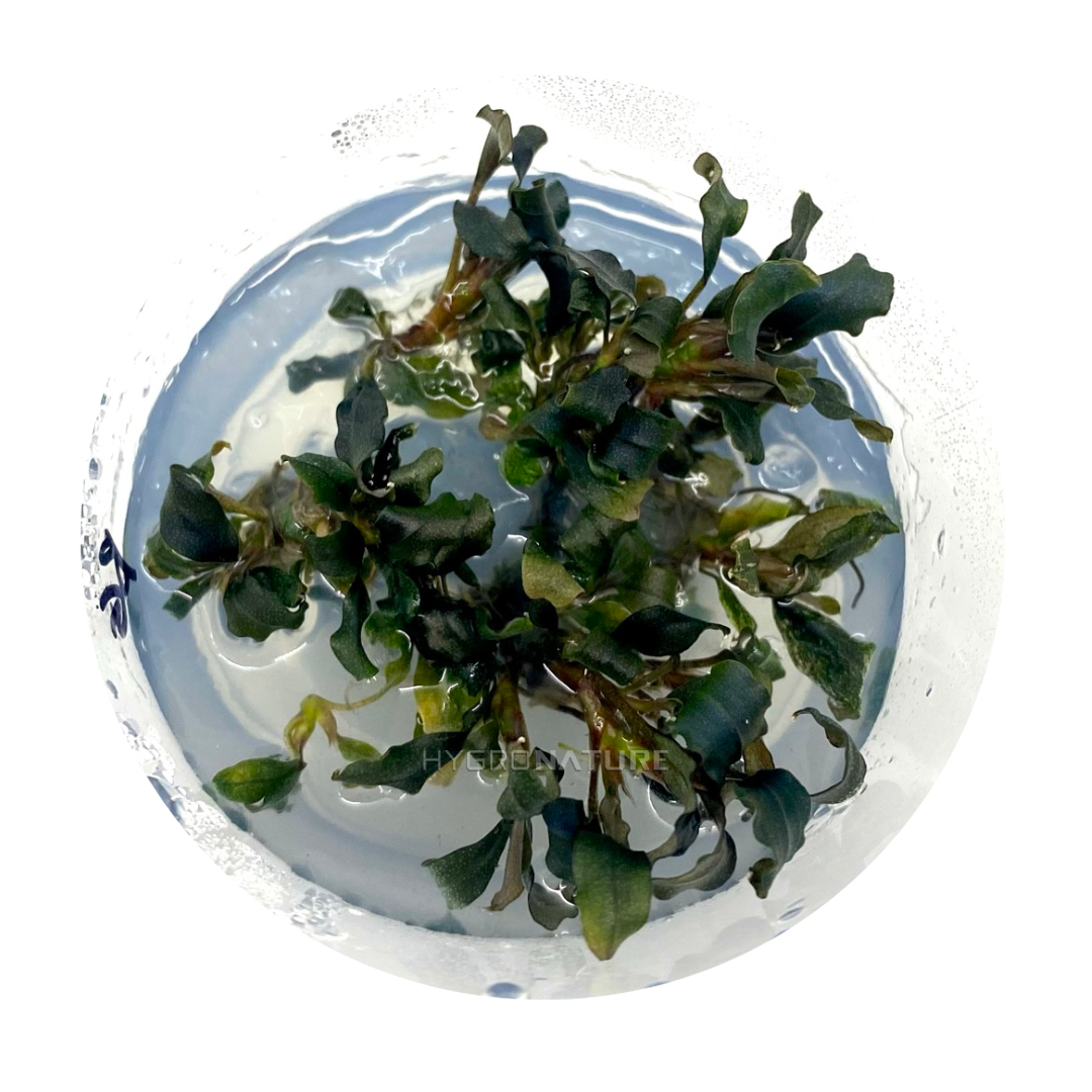 Bucephalandra Browne Ghost Tissue Culture