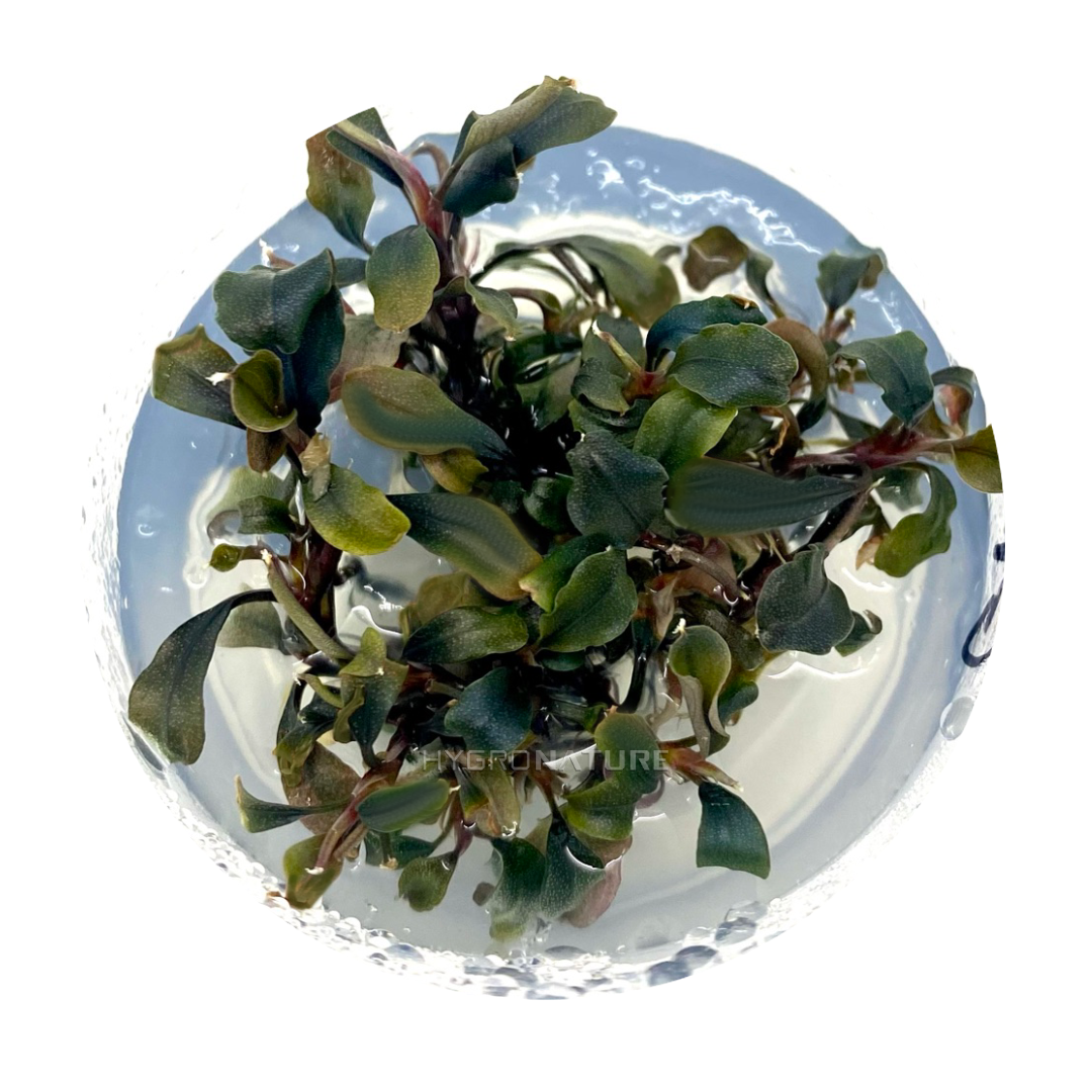 Bucephalandra sp. Green Tissue Culture