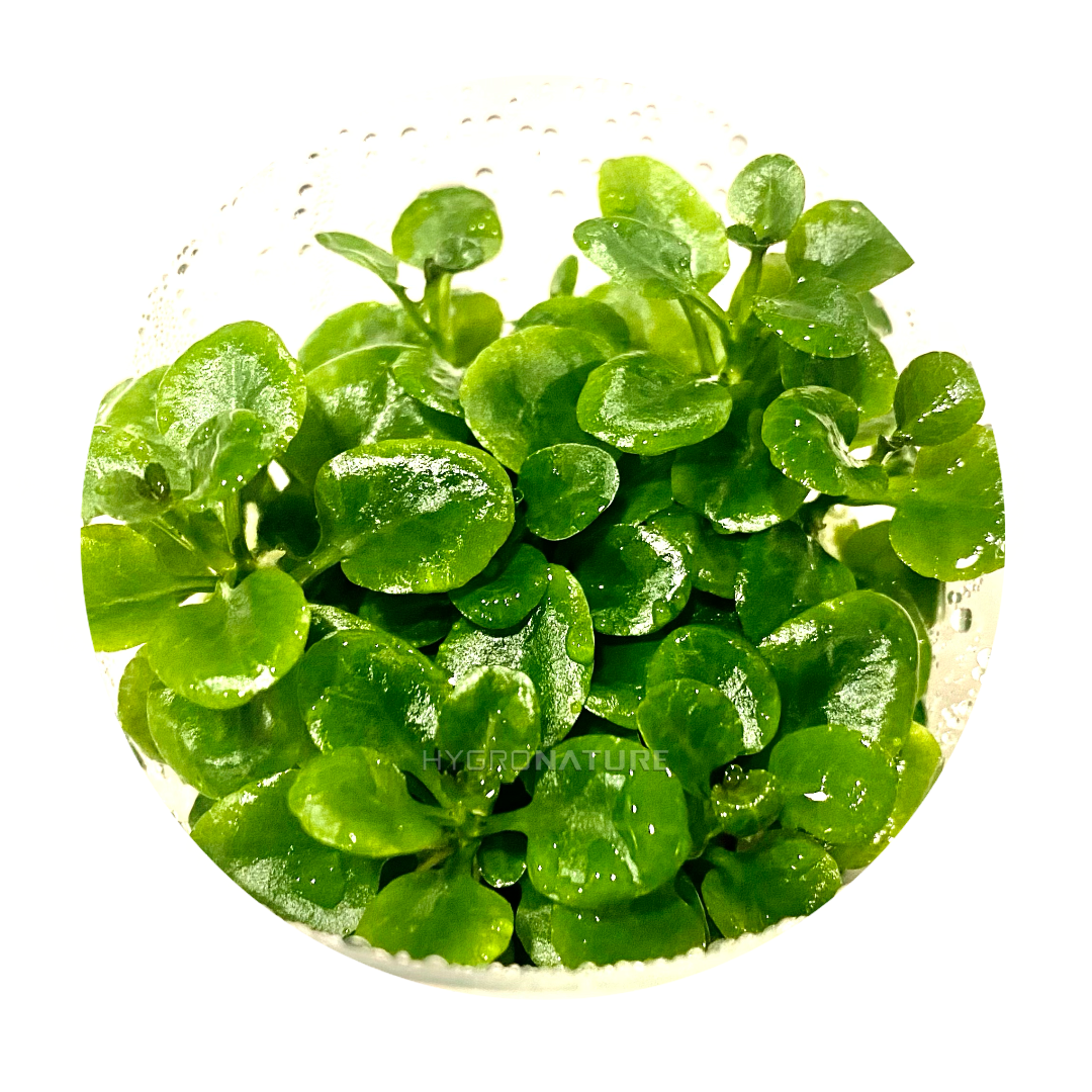 Lobelia Cardinalis mini Tissue Culture