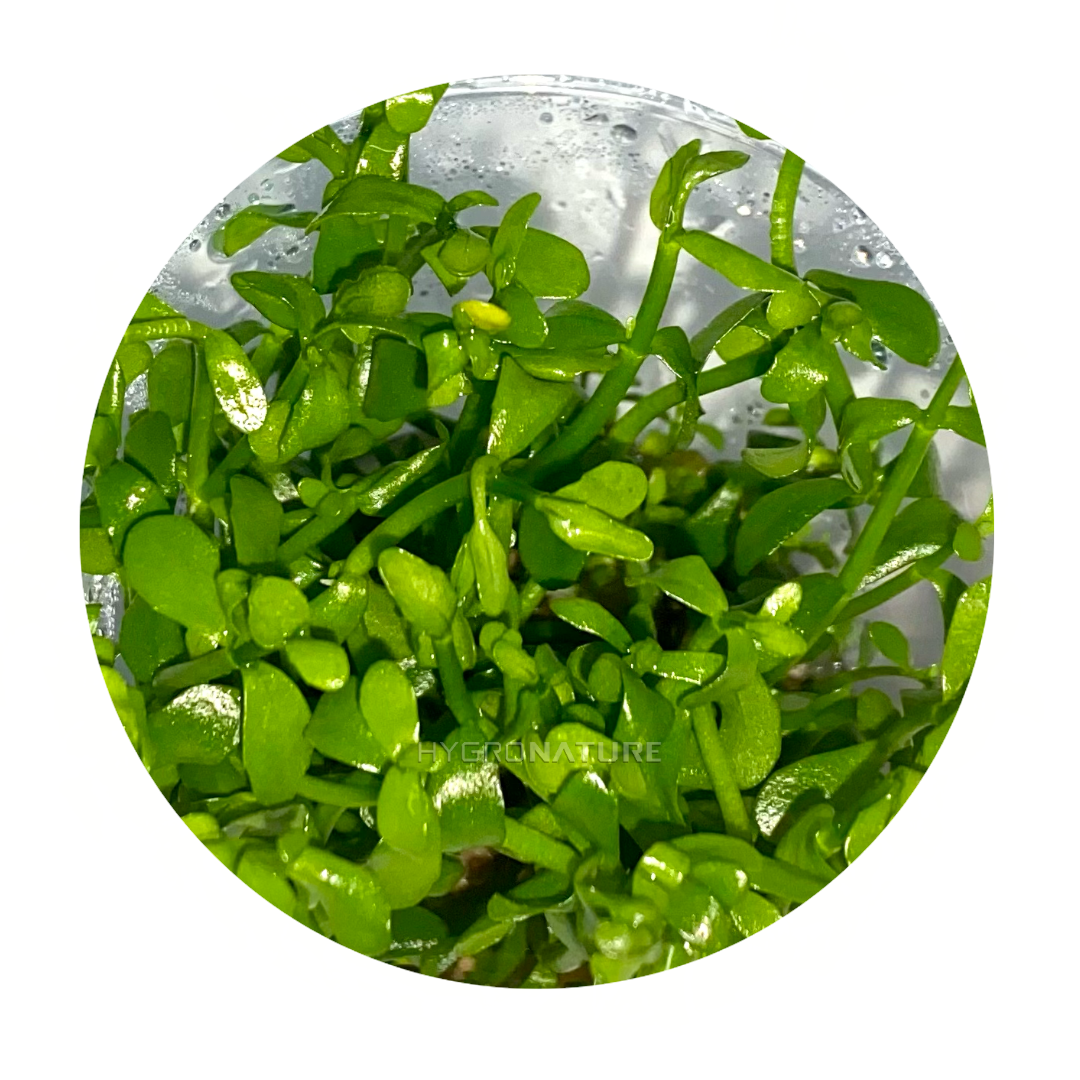 Bacopa Monnieri Tissue Culture