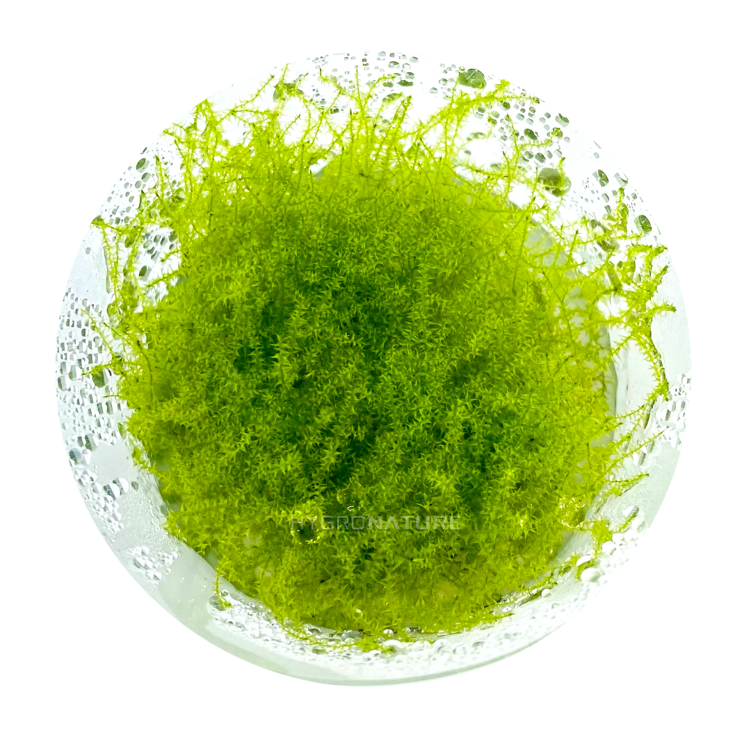 Moss - Leptodictyum Riparium Tissue Culture