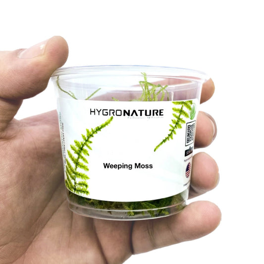 Vesicularia ferriei 'Weeping Moss' - moss cup - HN 0012