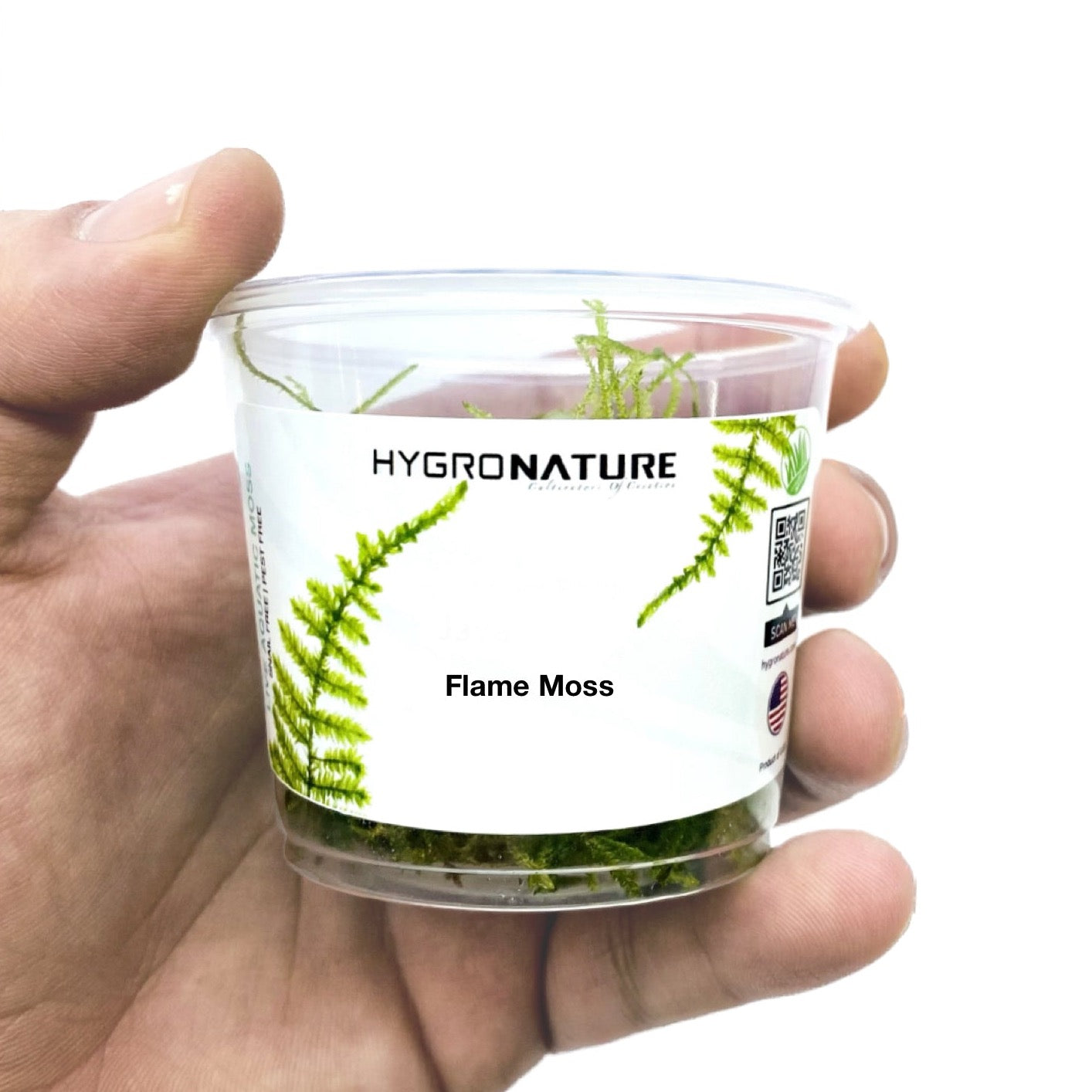 Taxiphyllum sp. Flame Moss - Moss cup - HN 0013