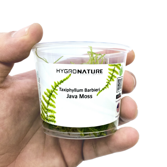 Java Moss - moss cup - HN 0016