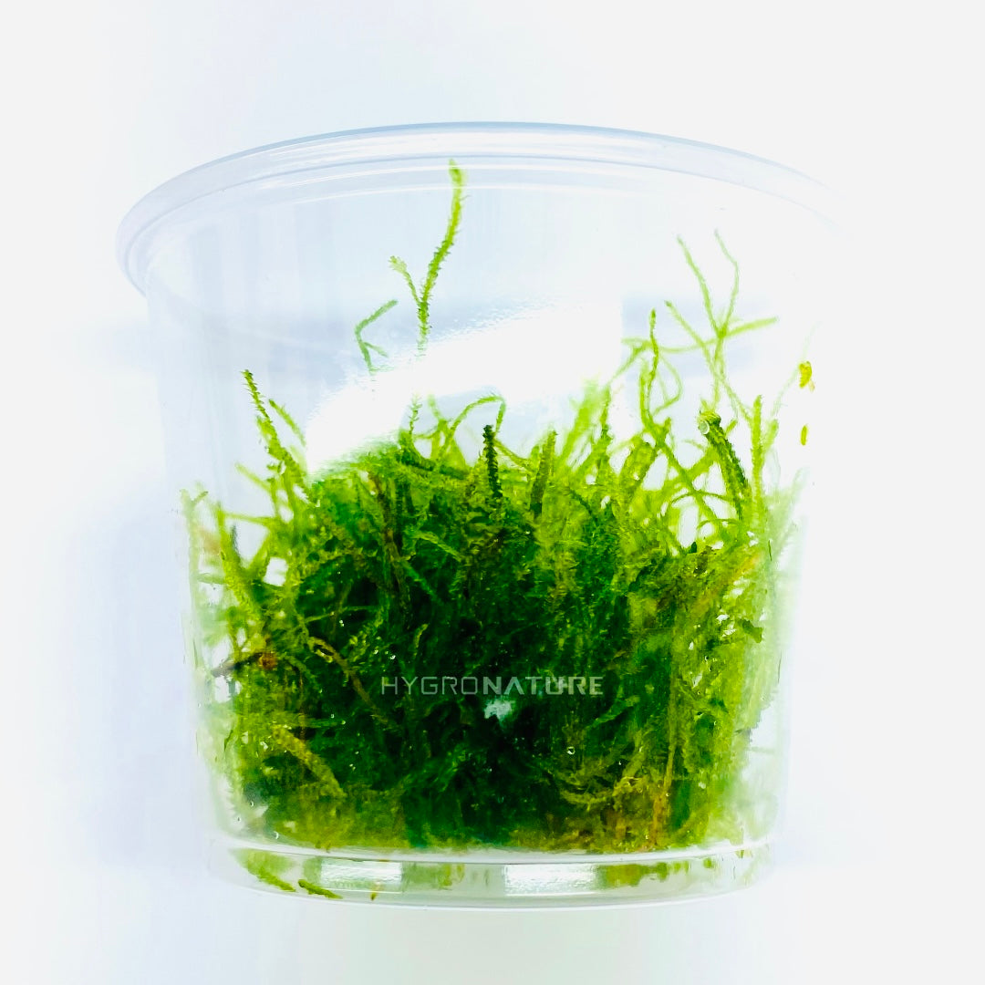 Taxiphyllum alternans 'Taiwan Moss' - Moss Cup - HN 0014