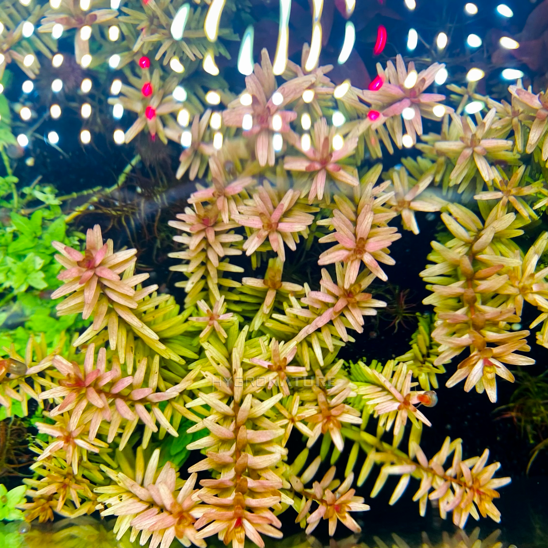Rotala Rotundifolia ‘indica’ Potted RRP