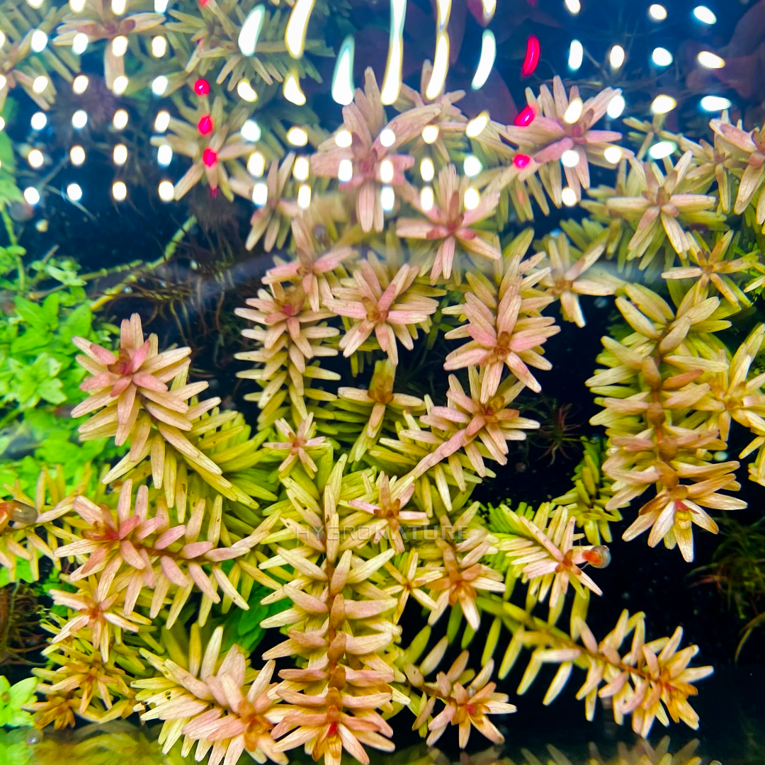 Rotala Rotundifolia - Fresh Cut