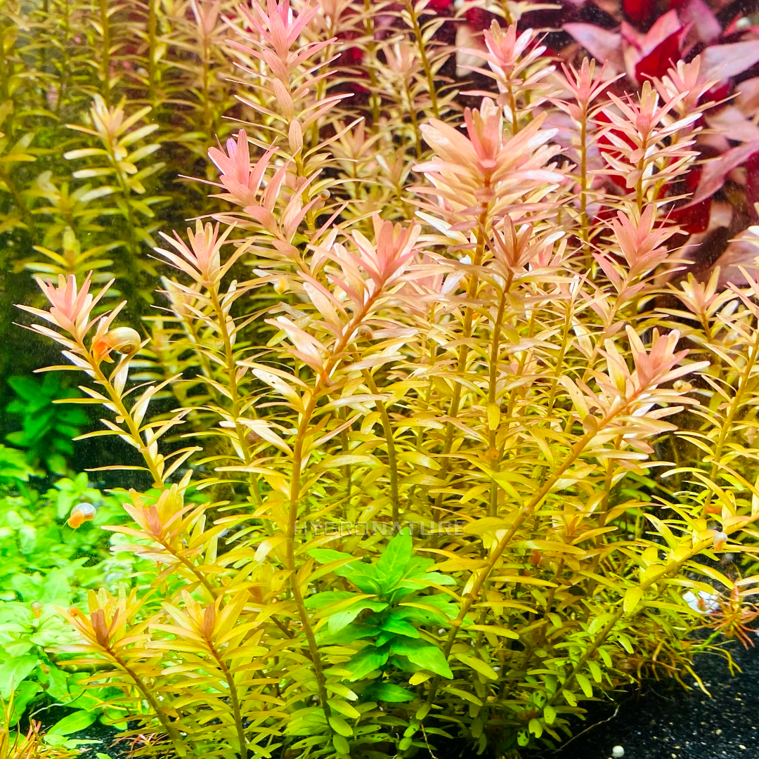 Rotala Rotundifolia - Fresh Cut