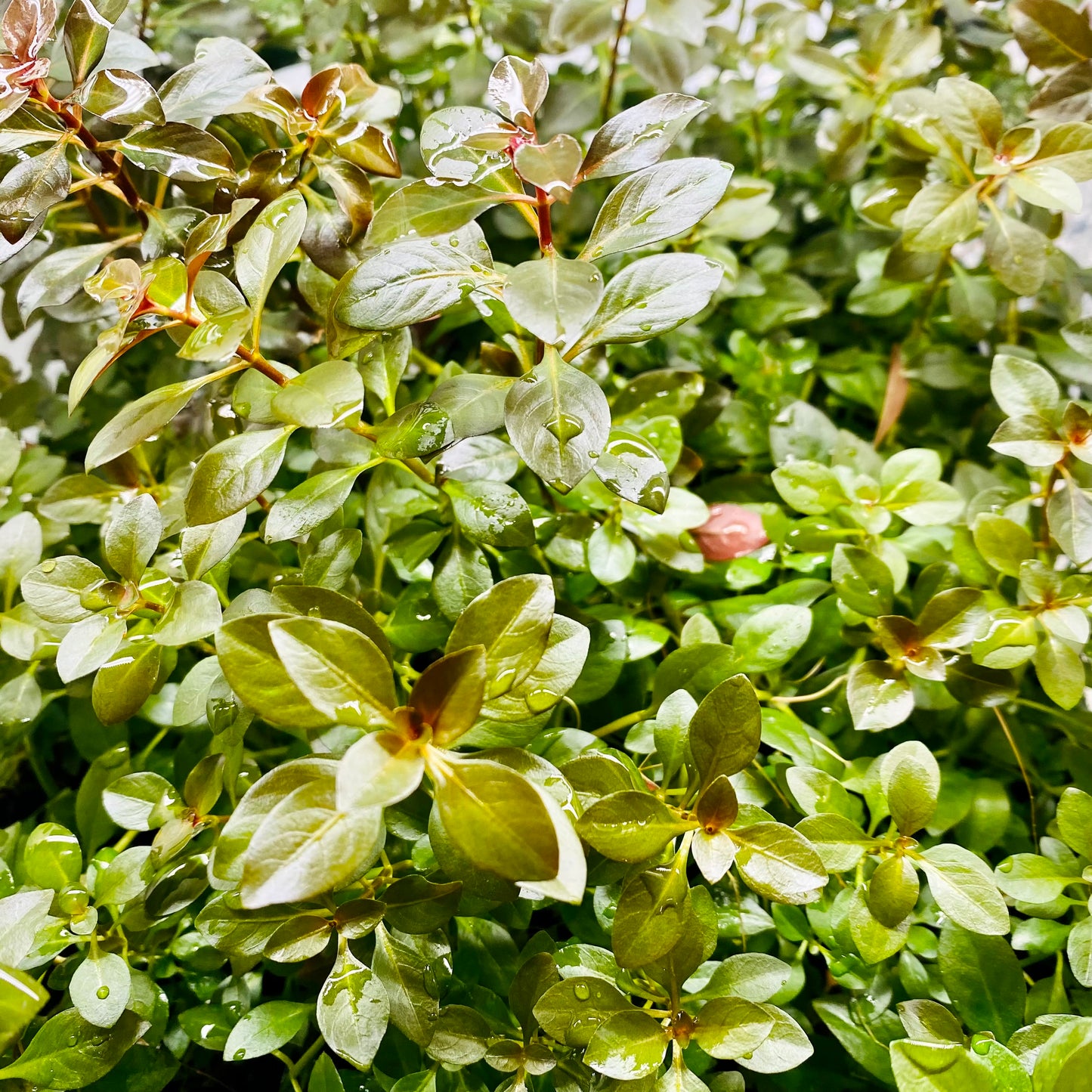 Ludwigia Ovalis Tissue Culture