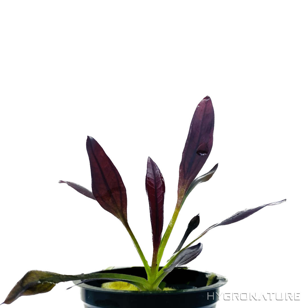 Echinodorus Aflame (Purple Knight Sword) Small Pot