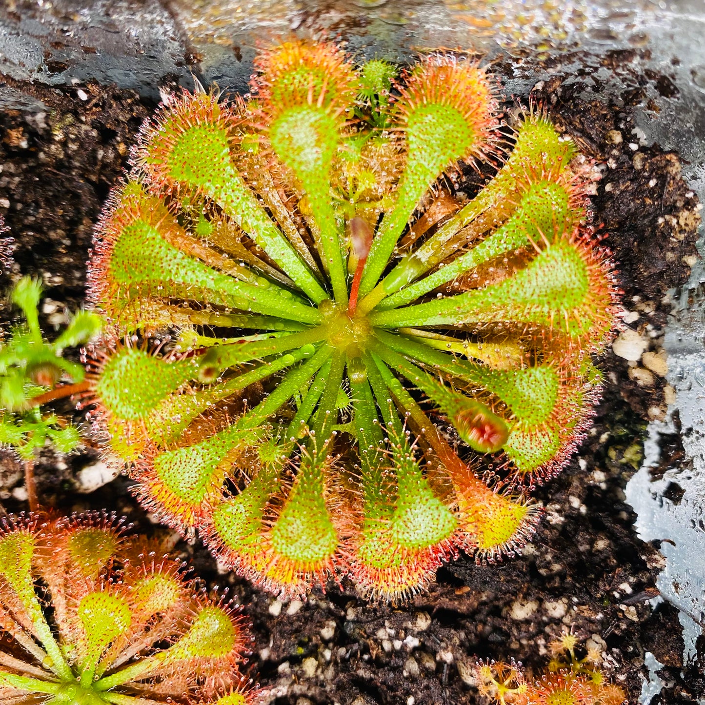 Live Carnivorous Plants Sundew Drosera scarlet tears HYGRONATURE