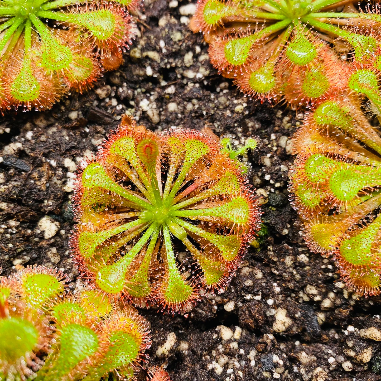 Live Carnivorous Plants Sundew Drosera scarlet tears HYGRONATURE
