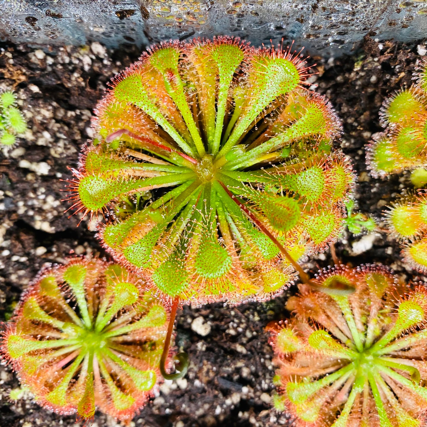 Live Carnivorous Plants Sundew Drosera scarlet tears HYGRONATURE