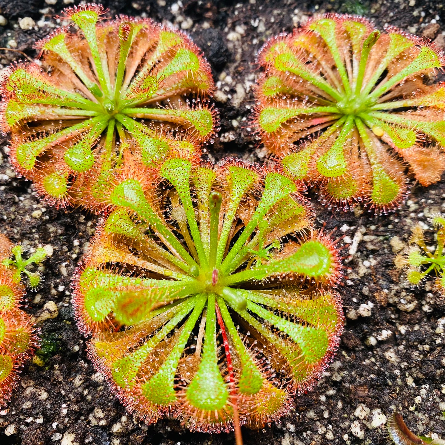 Live Carnivorous Plants Sundew Drosera scarlet tears HYGRONATURE