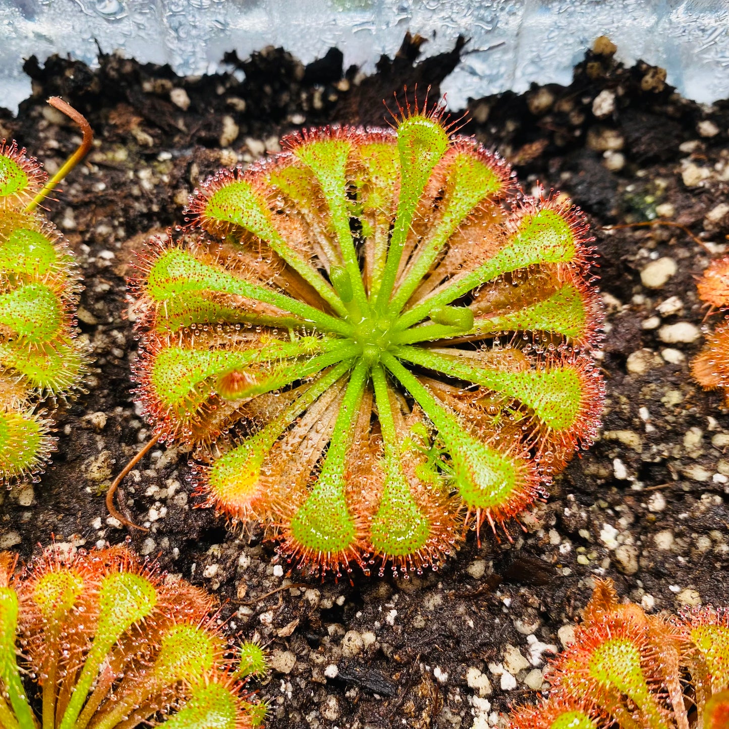 Live Carnivorous Plants Sundew Drosera scarlet tears HYGRONATURE