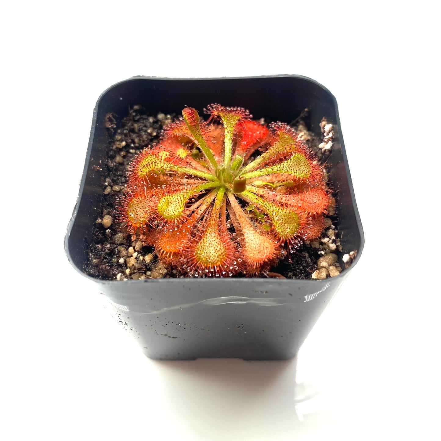 Live Carnivorous Plants Sundew Drosera scarlet tears HYGRONATURE