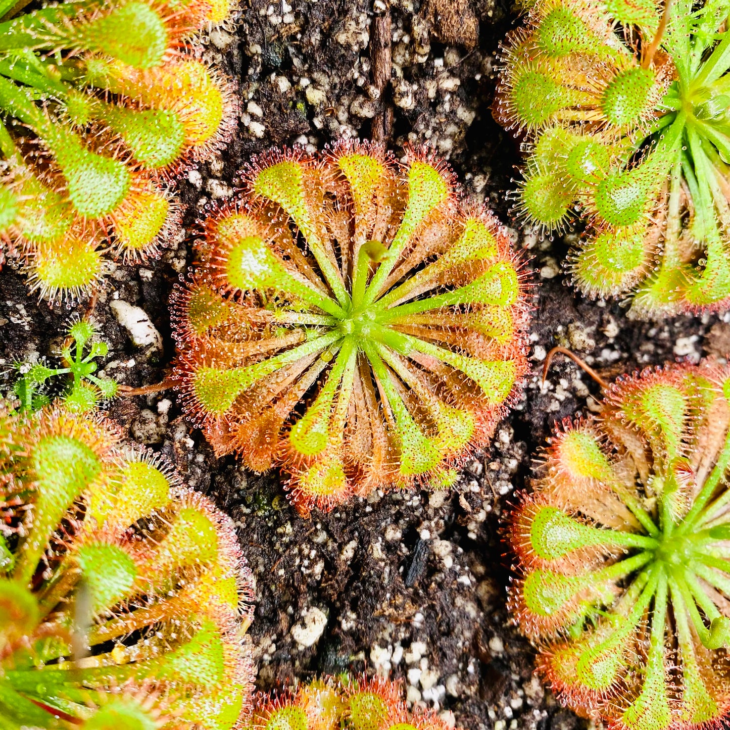 Live Carnivorous Plants Sundew Drosera scarlet tears HYGRONATURE
