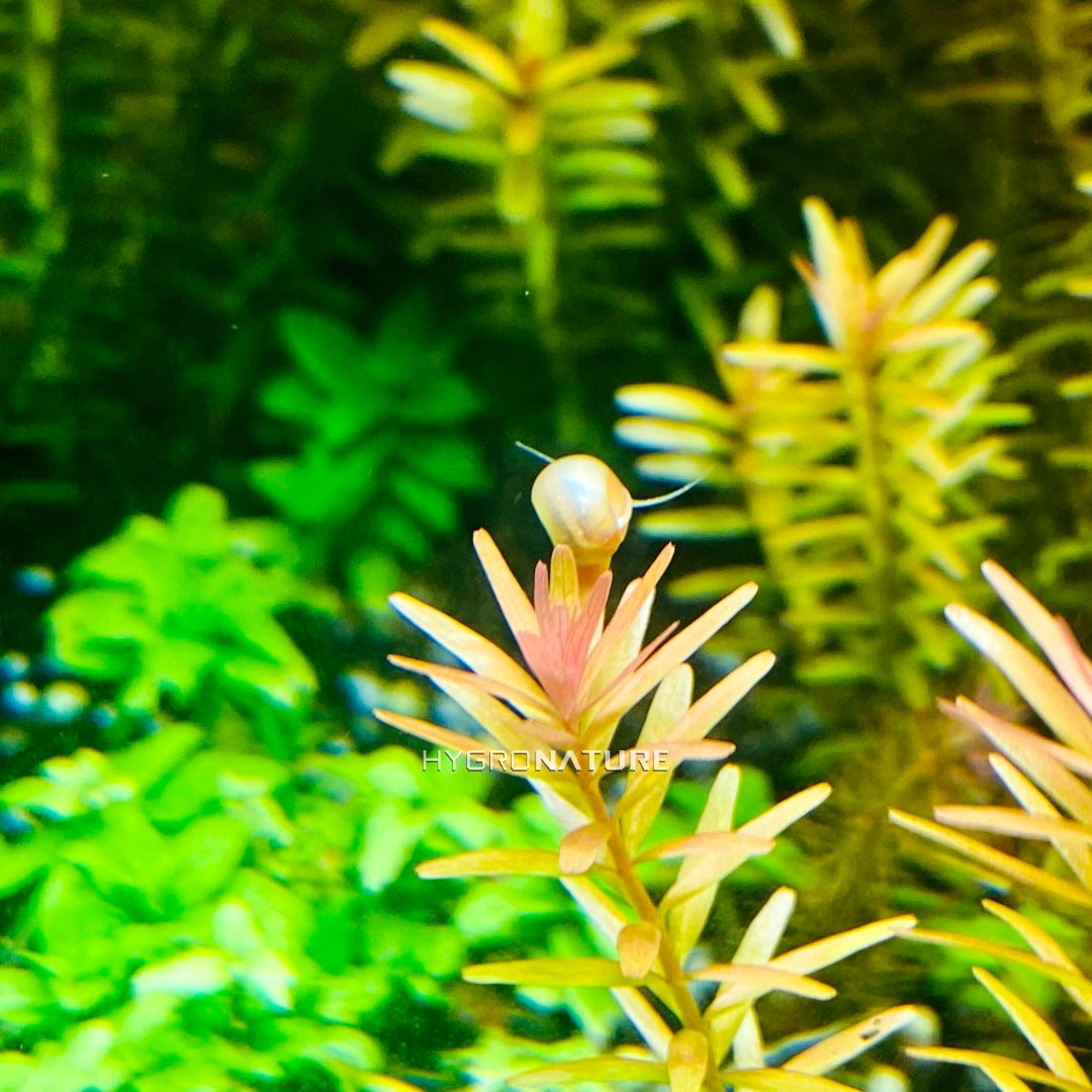 Live Pearl Pink Ramshorn Snail - Freshwater Live Aquatic Snails, Great Algae eaters and Scavengers FREE SHIPPING HYGRONATURE