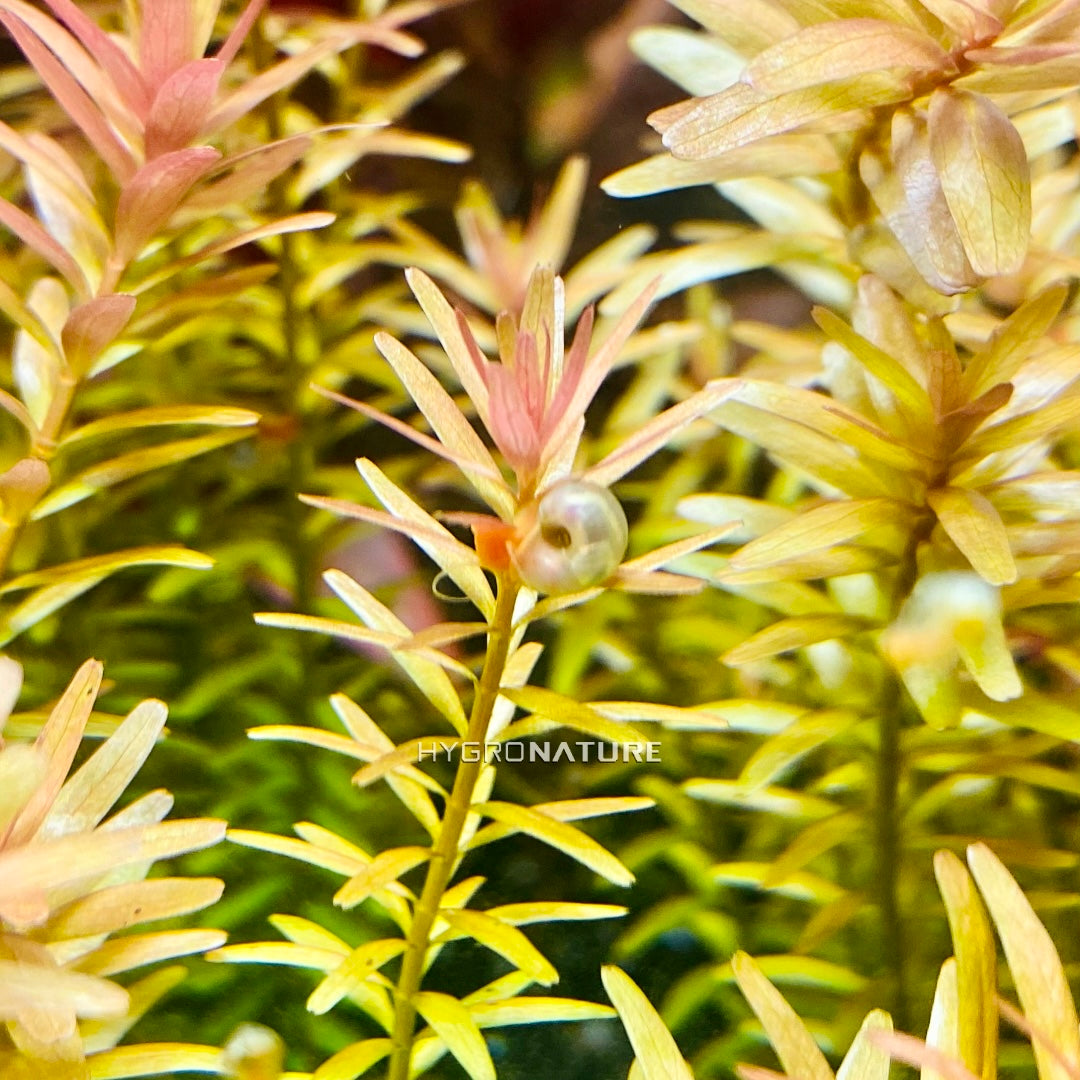 Live Pearl Pink Ramshorn Snail - Freshwater Live Aquatic Snails, Great Algae eaters and Scavengers FREE SHIPPING HYGRONATURE