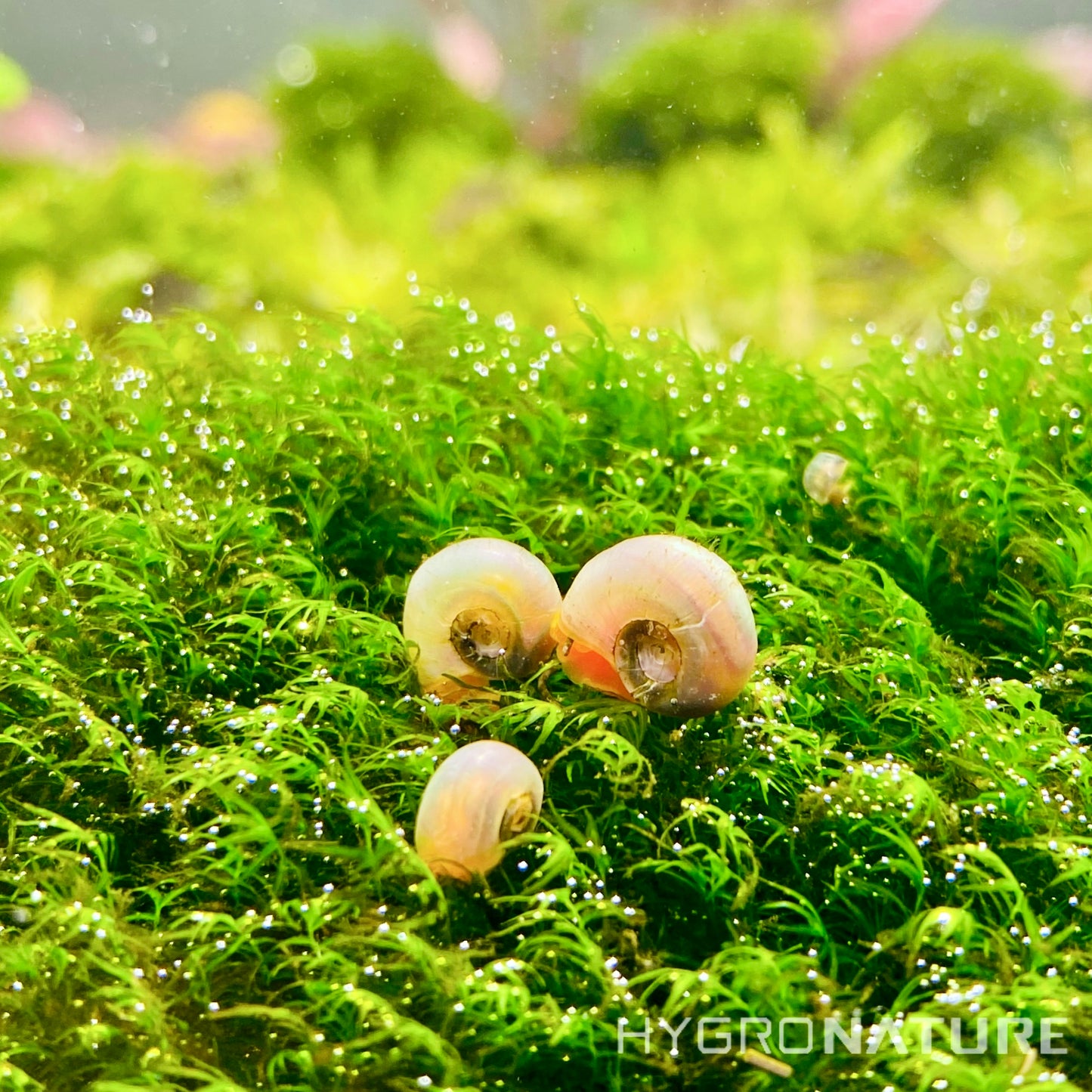 PEARL PINK RAMSHORN SNAIL HYGRONATURE.COM