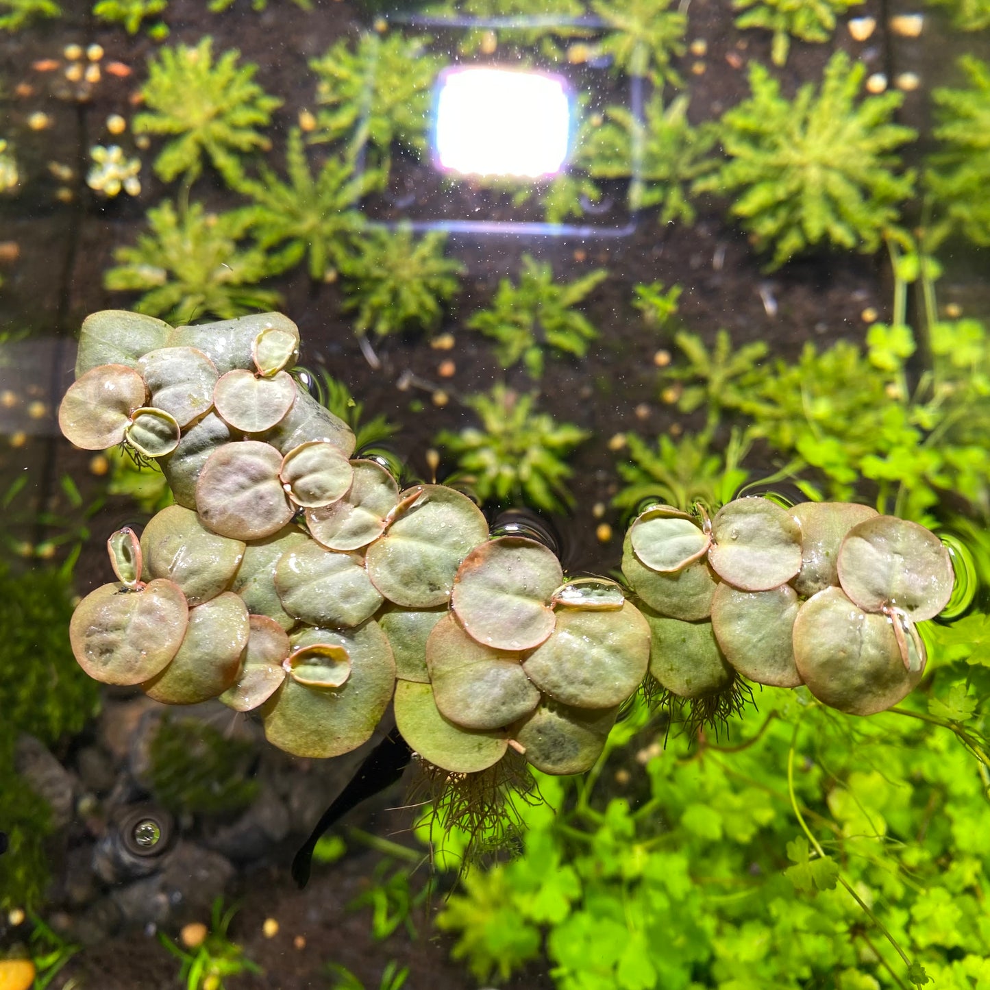 Red root Floaters Tissue Culture ( Phyllanthus fluitans )Aquatic Floating Plants