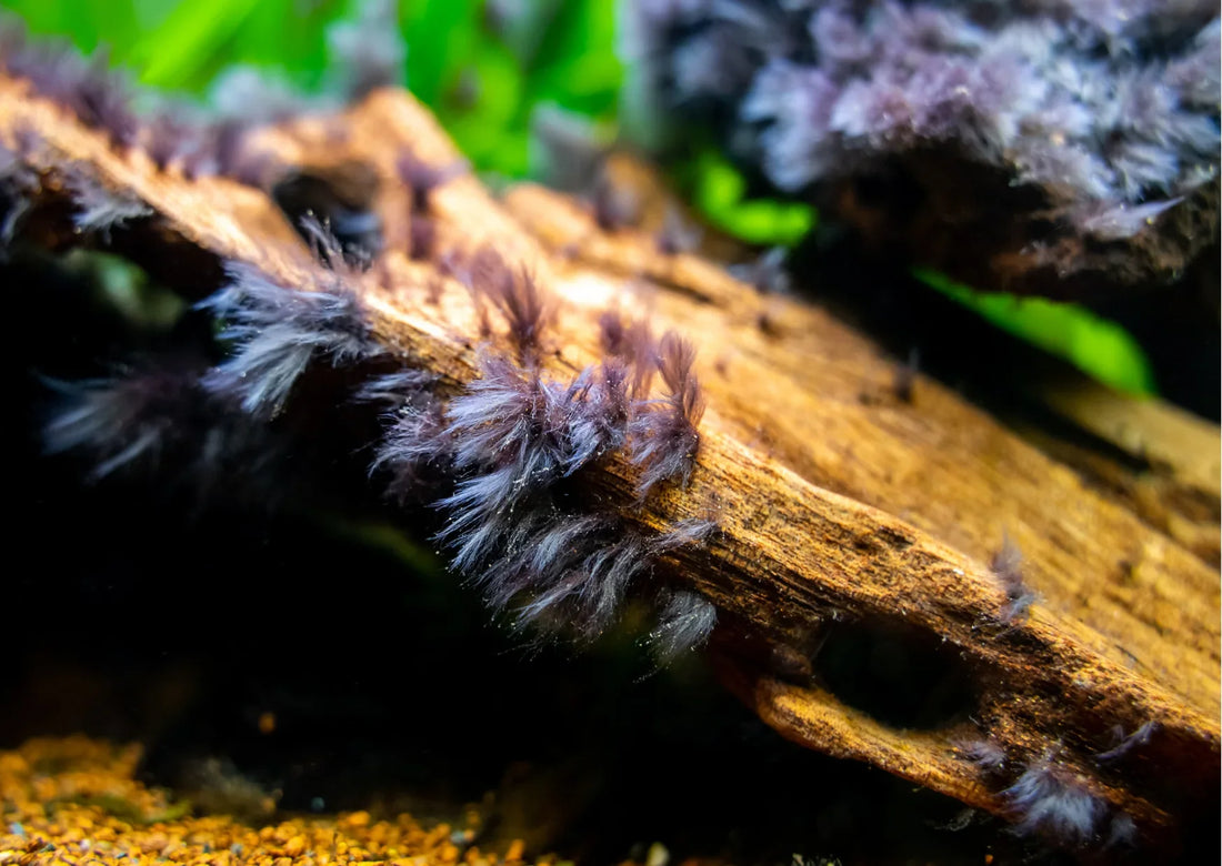 Aquarium Black Beard Algae - causes and treatment