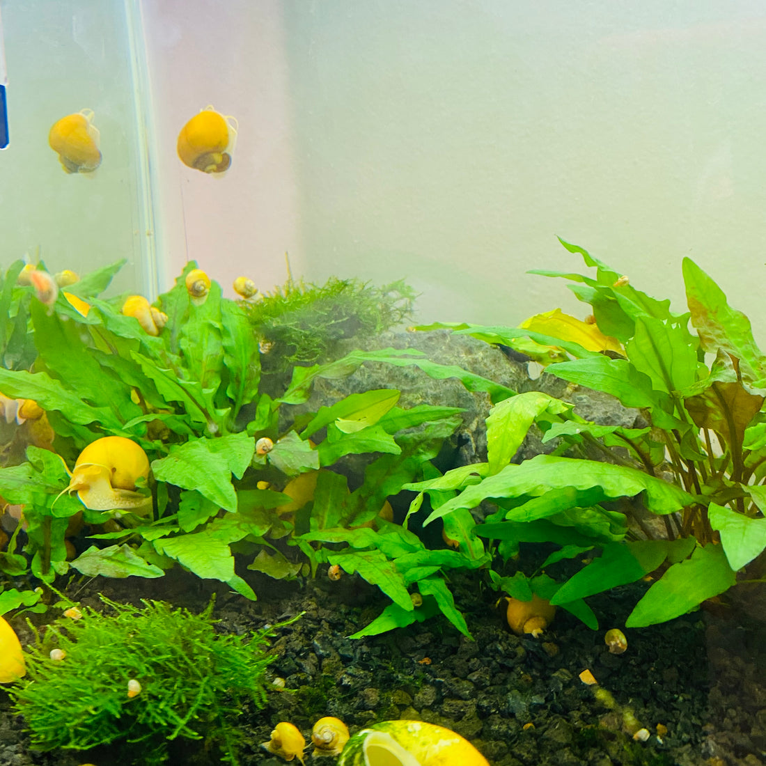 Care Guide: Cryptocoryne Wendtii Green
