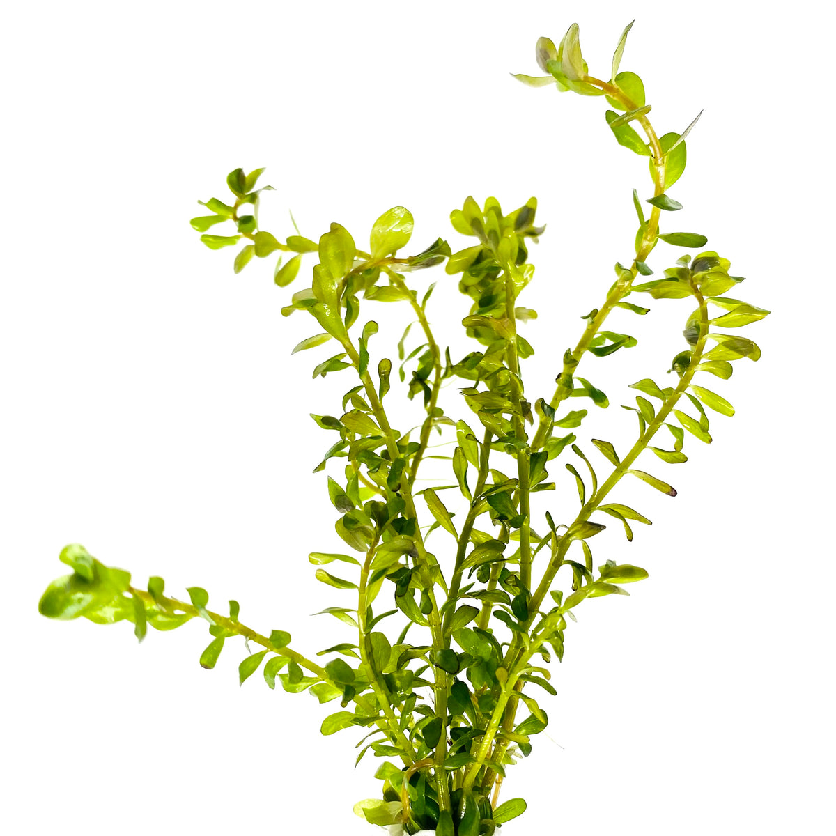 Roundleaf Toothcup Care Guide: Rotala Rotundifolia – HYGRONATURE