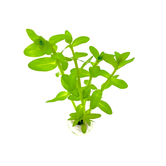 Care Guide: Bacopa Caroliniana