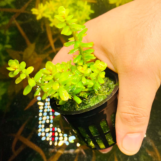 Care Guide: Rotala Bonsai