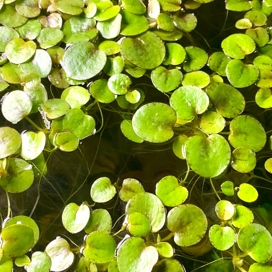 Care Guide: Amazon Frogbit (Limnobium Laevigatum)