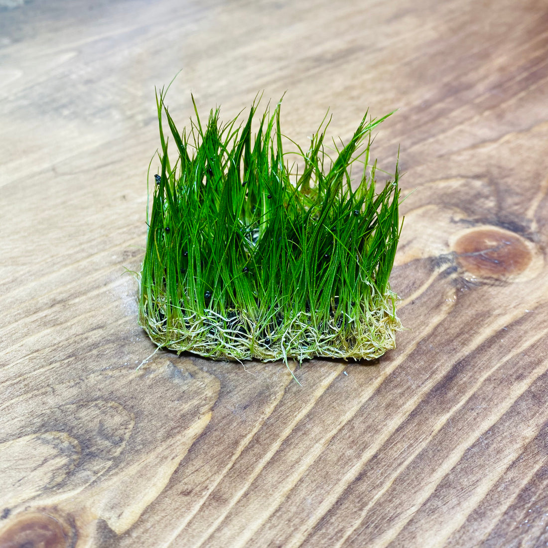 Care Guide: Eleocharis Pusilla