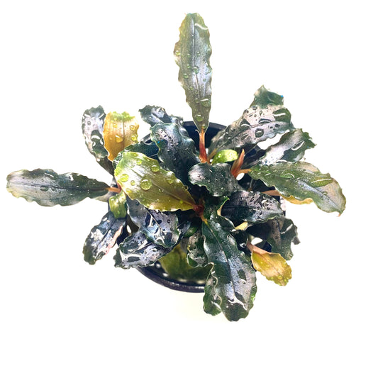 Care Guide: Bucephalandra Browne Ghost