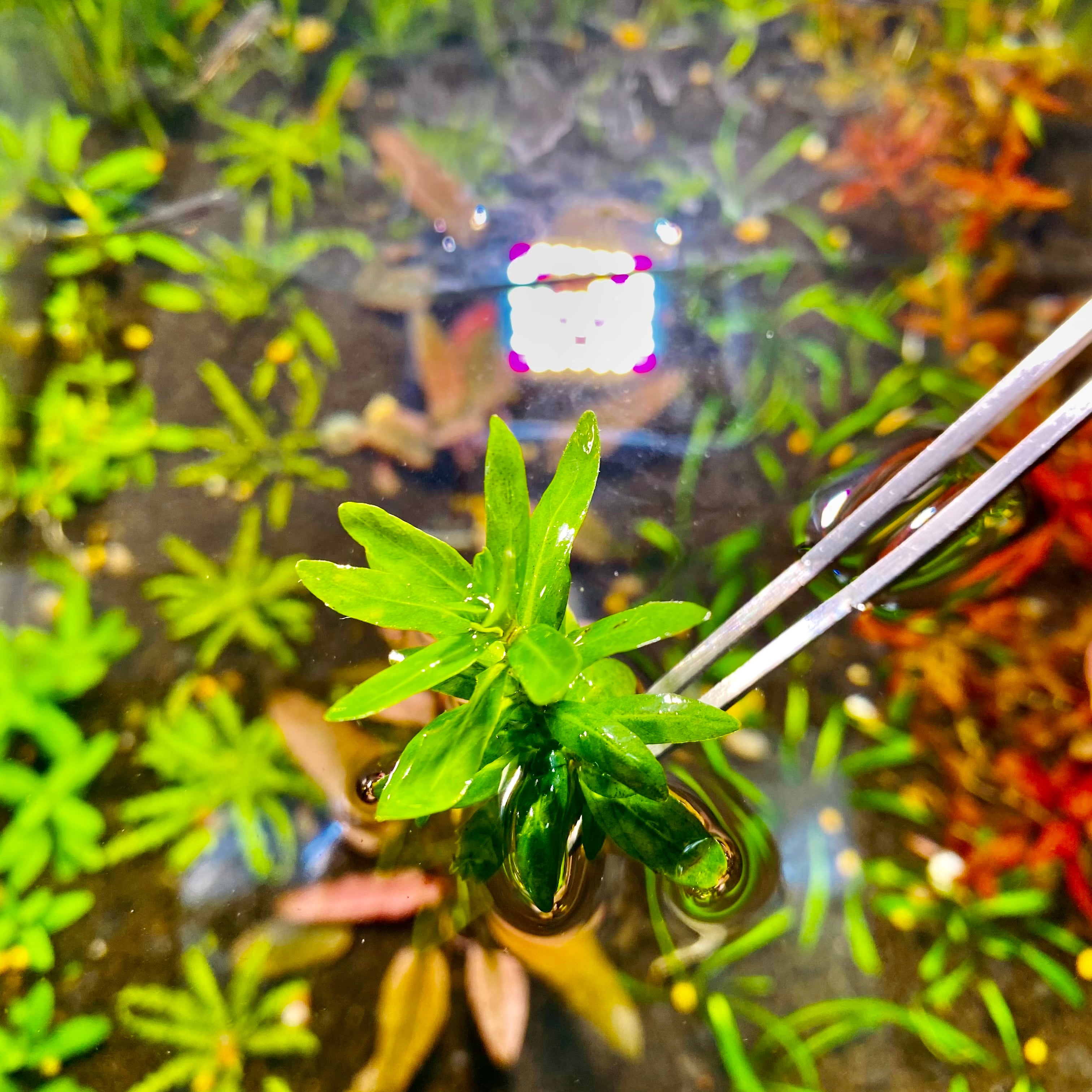 Care Guide: Staurogyne Repens AKA S. Repens – HYGRONATURE