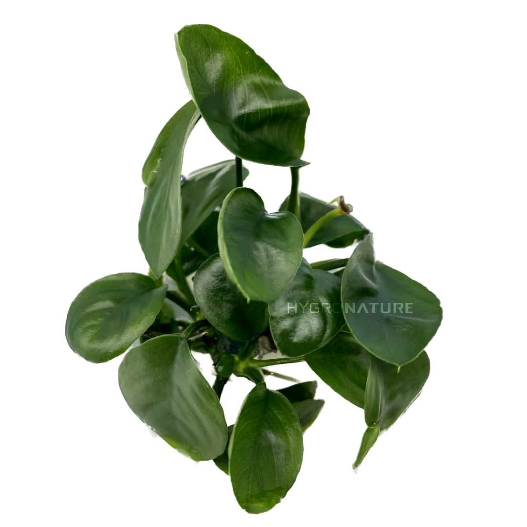 Anubias Nangi Care Guide