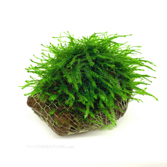 Java Moss Care Guide