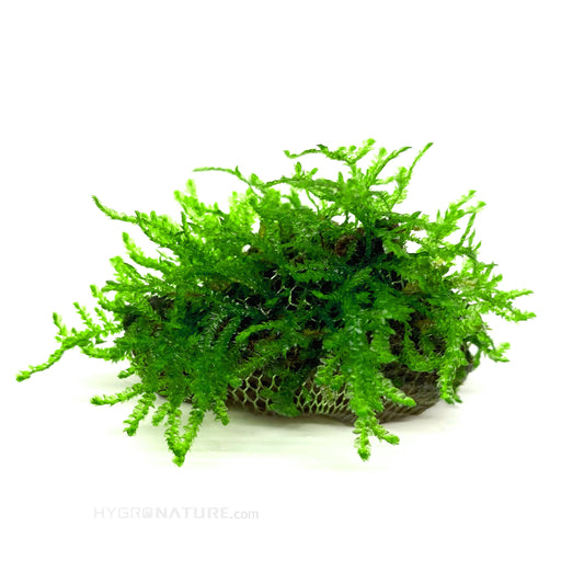 Taiwan Moss info and care guide