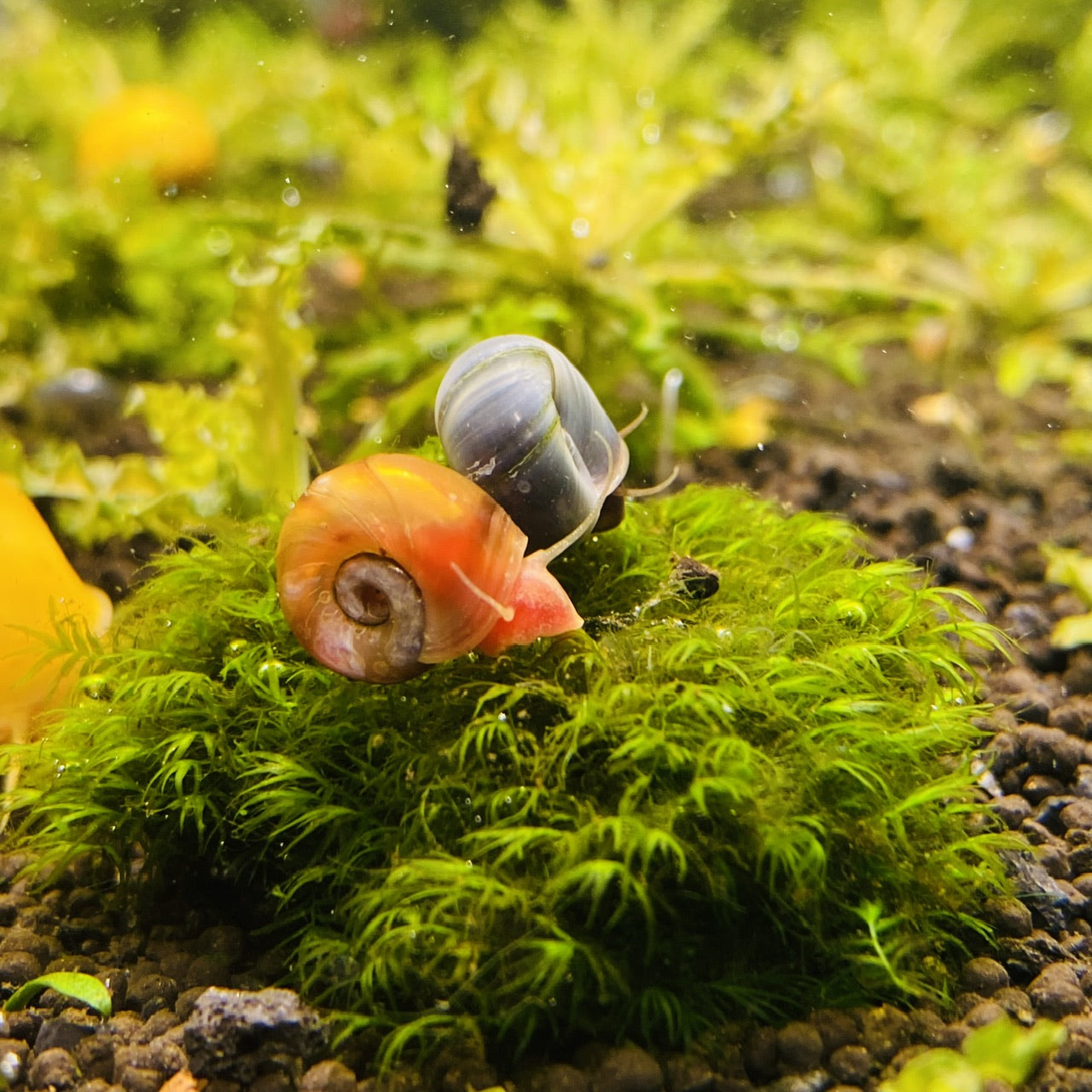 The Good and the Bad: Snails in Planted Aquariums – HYGRONATURE