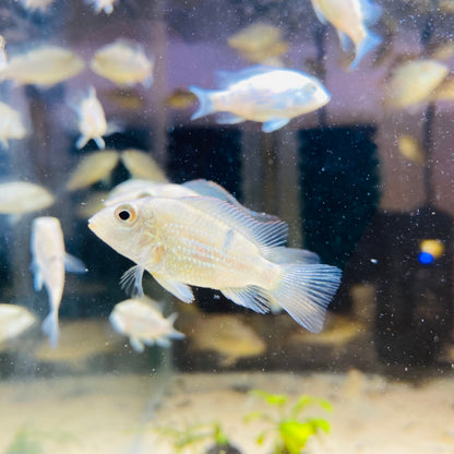 Geophagus Steindachneri Red hump eartheater (LOCAL PICK UP ONLY Chicago Area)