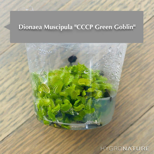 Dionaea Muscipula "CCCP Duende Verde" Cultivo de tejidos Venus Atrapamoscas