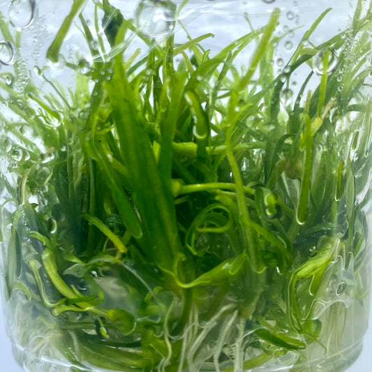 Helanthium tenellum Tissue Culture