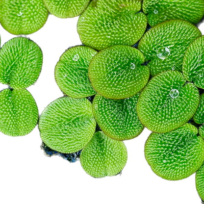 Water Spangles (Salvinia Minima) Aquatic Floating plant Grown indoor
