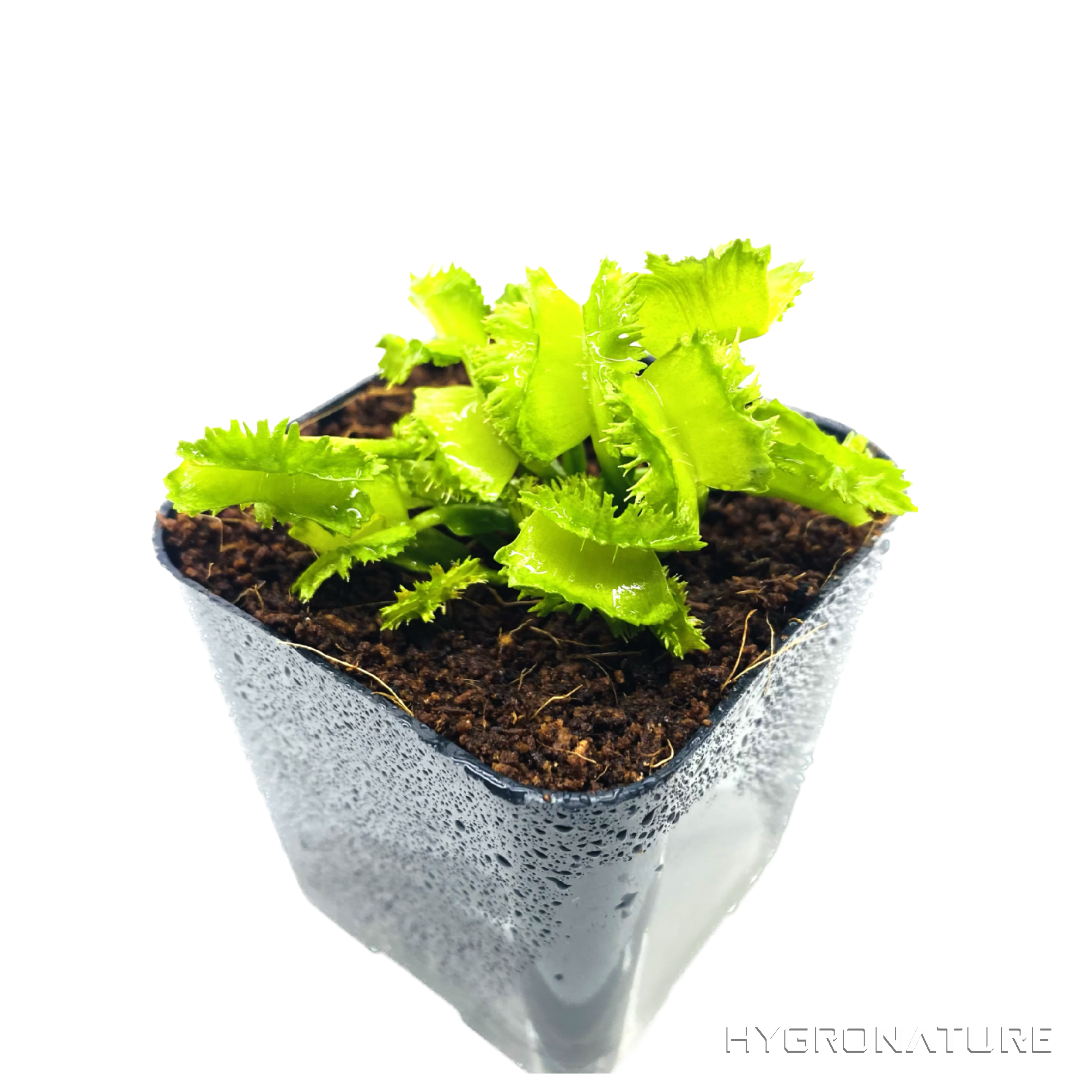 ディオネア・ムシキプラ「バイオハザード2」組織培養ハエトリグサ食虫植物