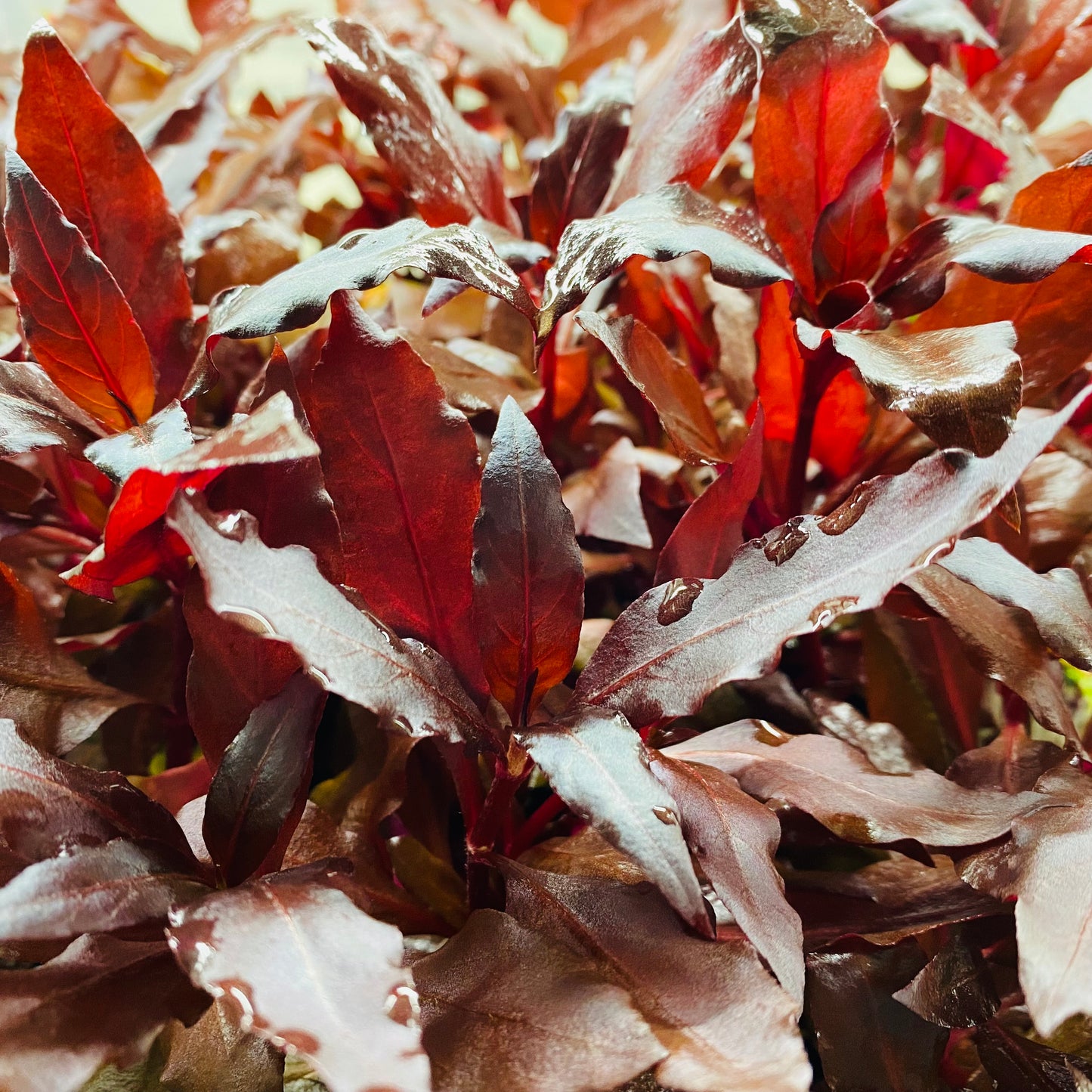 Alternanthera Reineckii Cardinalis Pot