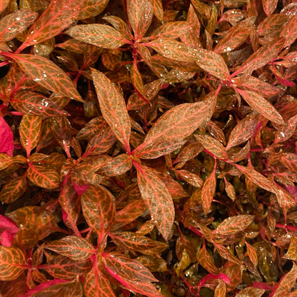 Alternanthera Reineckii 'Rosanervig' Variegated Pot