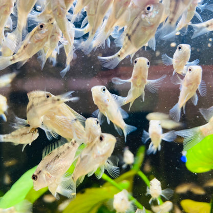 Geophagus Steindachneri Red hump eartheater (LOCAL PICK UP ONLY Chicago Area)