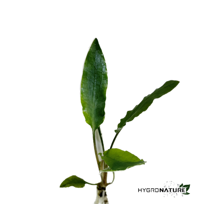 Cryptocoryne Green Gecko