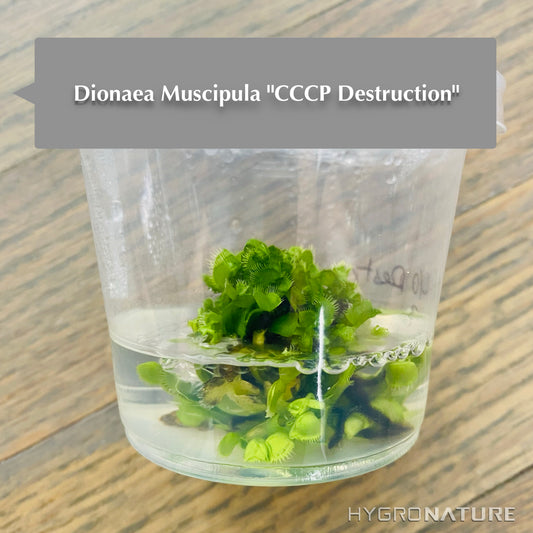 Dionaea muscipula "CCCP Destrucción" Cultivo de tejidos Venus atrapamoscas