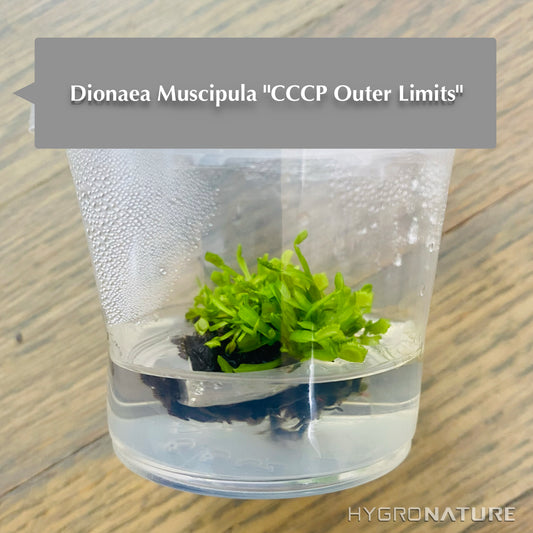 Dionaea Muscipula「CCCP Outer Limits」組織培養ハエトリグサ